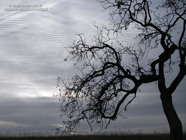 Textured gray skies and a silhouetted oak on Laskey Mesa in Upper Las Virgenes Canyon Open Space Preserve