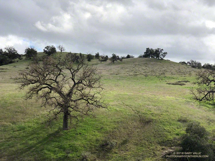 Valley oak, sun and clouds. Photography by Gary Valle'.