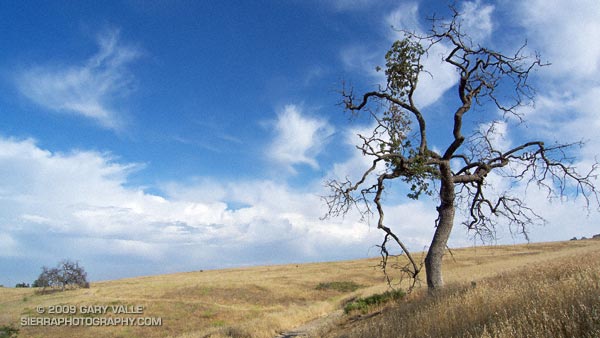 Valley oak on Lasky Mesa, with a line of thunderstorms in the distance.