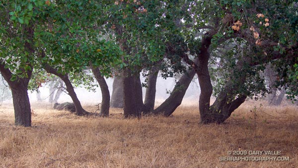 Live oaks at Sage Ranch Park.