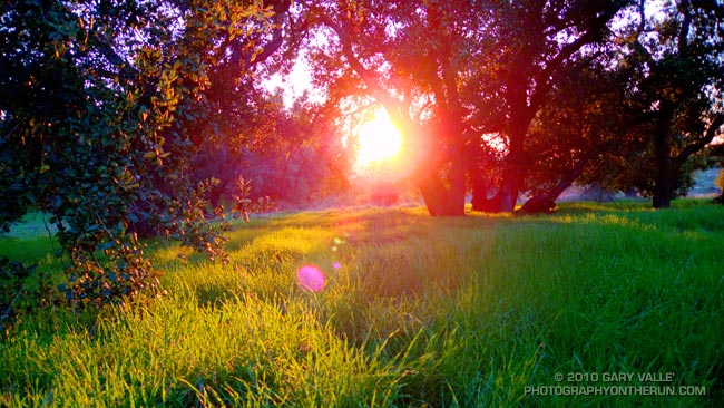 Oaks, Grass and Sun