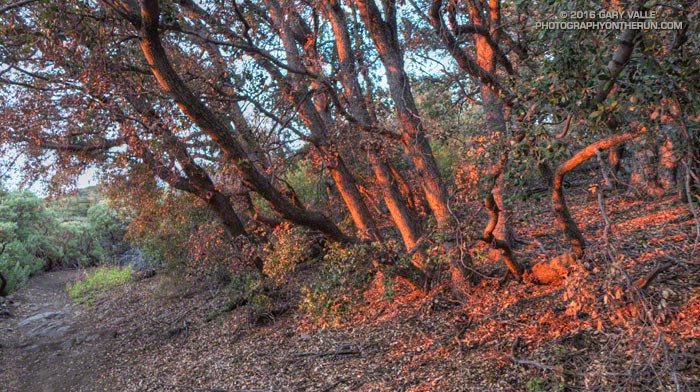 A shaft of tinted sunlight illuminates oaks along the Mt. Disappointment - San Gabriel Peak Trail at sunrise.