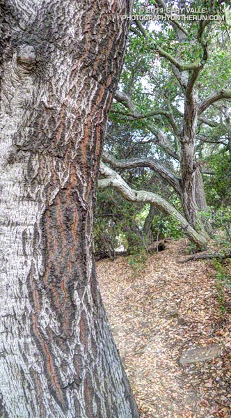 Oaks along the Secret Trail