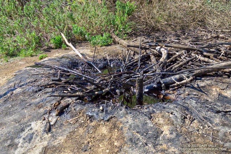 An oil seep in Wiley Canyon. The sticks are intended to keep wildlife out of the pool of oil. March 6, 2022.
