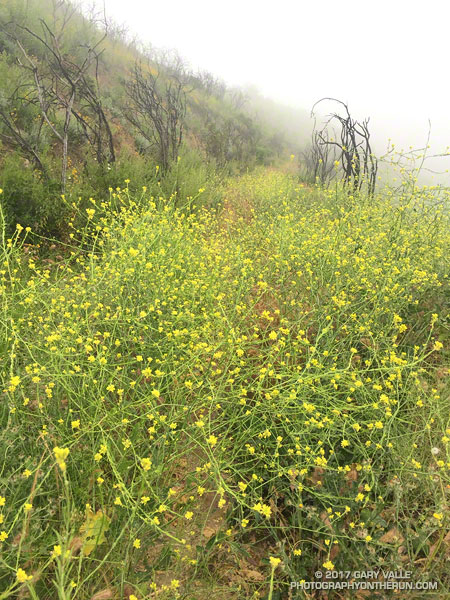 Mustard on the Old Boney Trail.