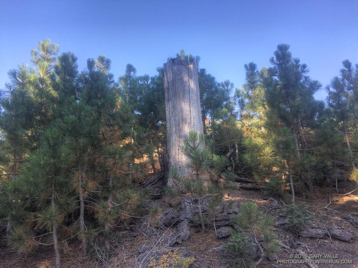 Regrowth near Grassy Hollow following the 1997 Narrows Fire