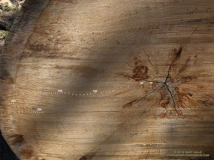 An old growth Jeffrey pine killed in the Station Fire. A VERY rough count of its growth rings totaled 475. May 26, 2018.