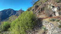 Overgrown Forest Service fire road connecting Red Box and Barley Flats, built in 1926.