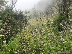 A section of the Old Boney Trail overgrown with black sage following the wet rain season of 2022-2023.