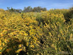 Path to the top of Temescal Peak overgrown with bush monkeyflower, deerweed and buckwheat