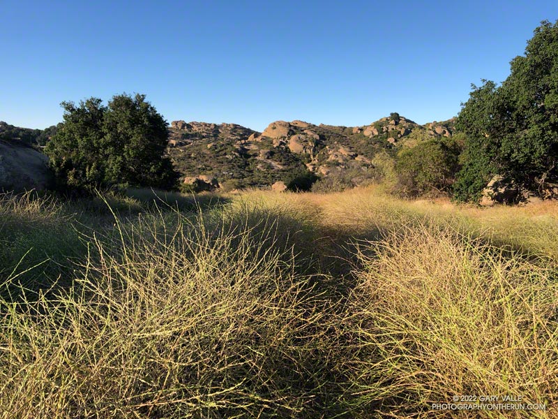 A trail at Sage Ranch, in the Santa Susana Mountains, overgrown with mustard. The trail is straight ahead. June 22, 2022.