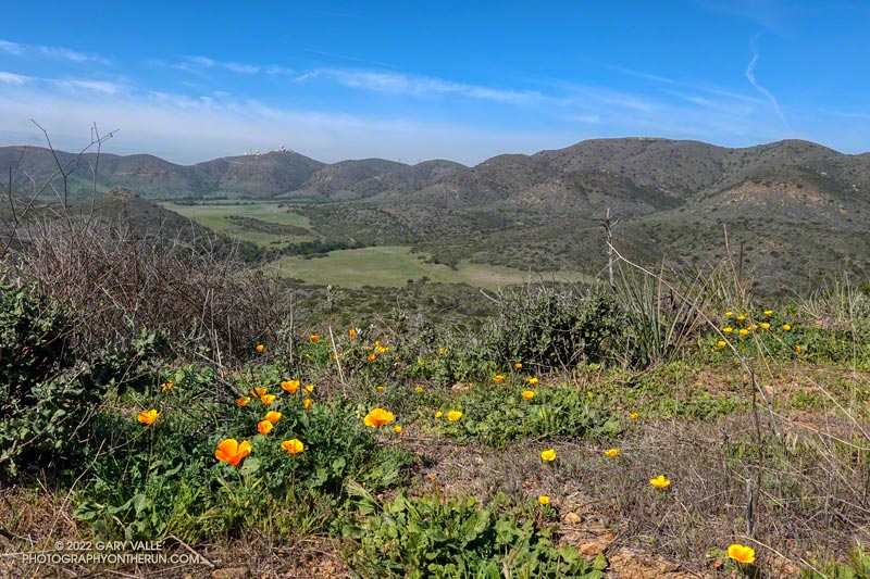 California poppies along Overlook Fire Road, above La Jolla Valley. February 20, 2022.
