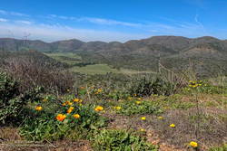 California poppies along Overlook Fire Road, above La Jolla Valley