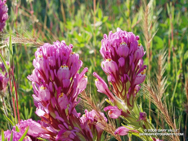 Owl's Clover, in this case Castilleja exserta, is a fairly common California native.