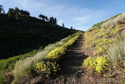  sulfur flower-lined section of the PCT east of Inspiration Point