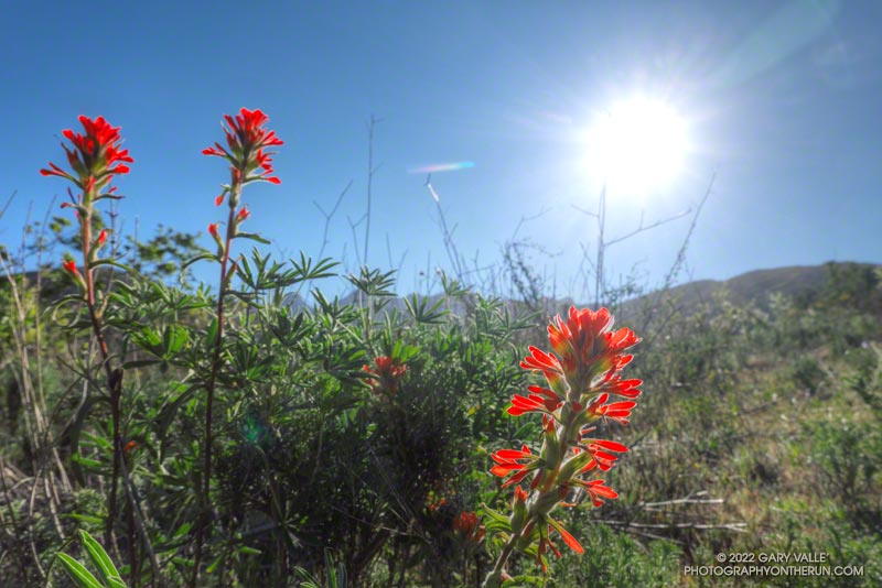 Paintbrush along the Old Boney Trail in Pt. Mugu State Park