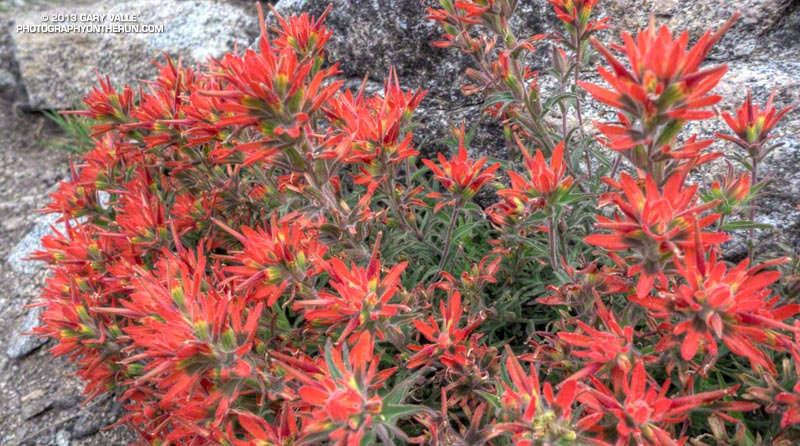 Paintbrush on the San Gabriel Peak Trail near Markham Saddle.