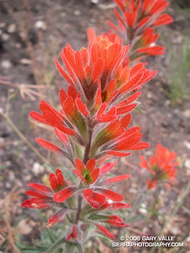 Indian Paintbrush (Castilleja affinis) in Cheeseboro Canyon.
