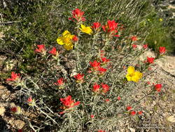 Paintbrush mixed with bush poppy along the Condor Peak Trail. (thumbnail)