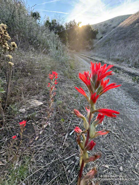 Paintbrush blooming in mid-December in Cheeseboro Canyon in Southern California near Los Angeles