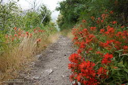 Paintbrush along the Gabrielino Trail between Switzer's and Red Box.