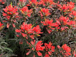 Paintbrush (Castilleja affinis) along Rocky Peak Road