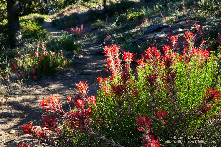 Paintbrush along the Vincent Tumamait Trail near Mt. Pinos.