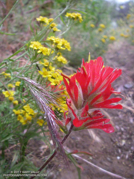 Paintbrush and Golden Yarrow Along the Old Boney Trail