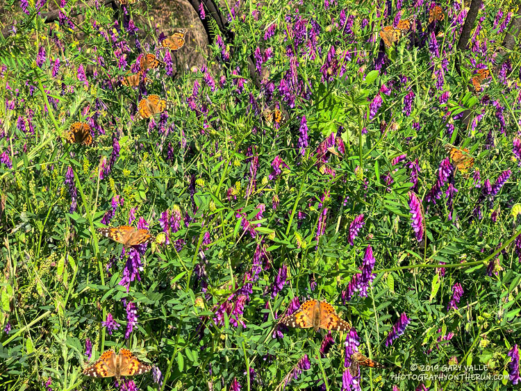 Painted Lady Butterflies in Upper Las Virgenes Canyon Open Space Preserve. May 12, 2019.