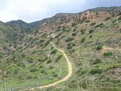 The junction of the Sheep Corral Trail (right) and Palo Comado Canyon Trail/Fire Road.