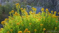 Parish's goldenbush (Ericameria parishii var. parishii) along the Colby Canyon Trail.