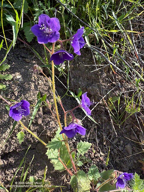 Parry's Phacelia (Phacelia parryi) along the Lake Vista Trail in Malibu Creek State Park. April 20, 2025.