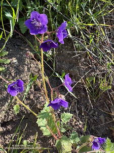 Parry's Phacelia along the Lake Vista Trail in Malibu Creek State Park. (thumbnail)
