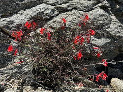 Bright red beaked penstemon (Penstemon rostriflorus) along the PCT above Windy Gap. (thumbnail)