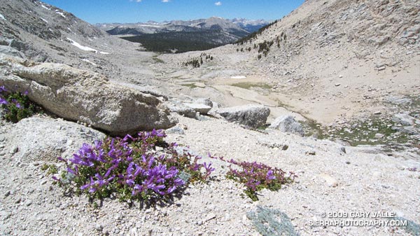 Penstemon (Penstemon davidsonii) on the western approach to New Army Pass.