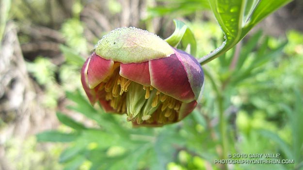 California peony (Paeonia californica)