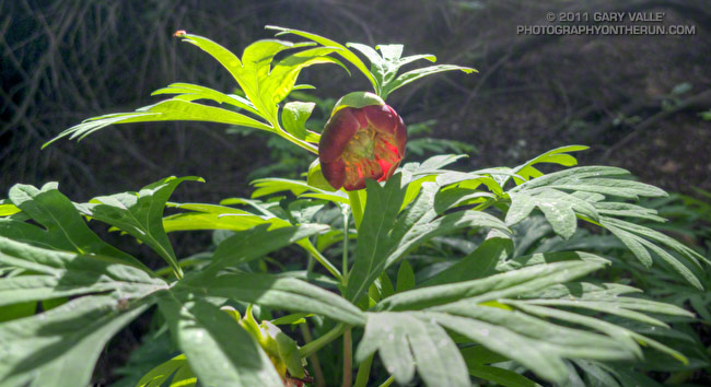 California peony