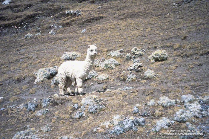 Alpaca along a trail in the Peruvian Andes