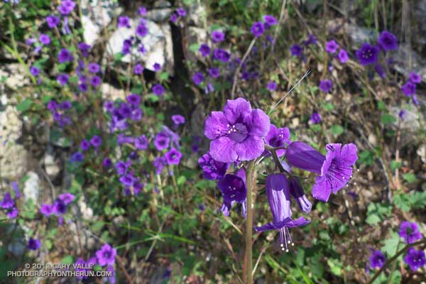 California bluebell (Phacelia minor)