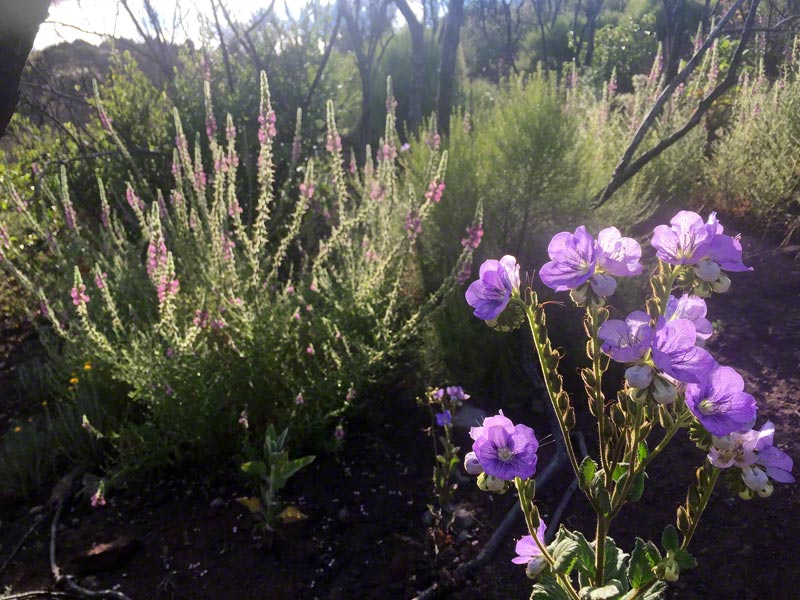 Rose snapdragon and large-flowered Phacelia (right) are both fire-followers. These are growing in an area of red shanks on Boney Mountain burned in the 2013 Springs Fire. The photo was taken on May 23, 2015, two years after the fire.