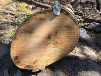 Old growth Jeffrey pine on Waterman Mountain killed in the 2009 Station Fire. 