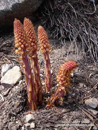 Pine drops (Pterospora andromedea) on the Pacific Crest Trail near Little Jimmy Trail Camp