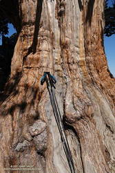 Massive trunk of the Pine Mountain Juniper