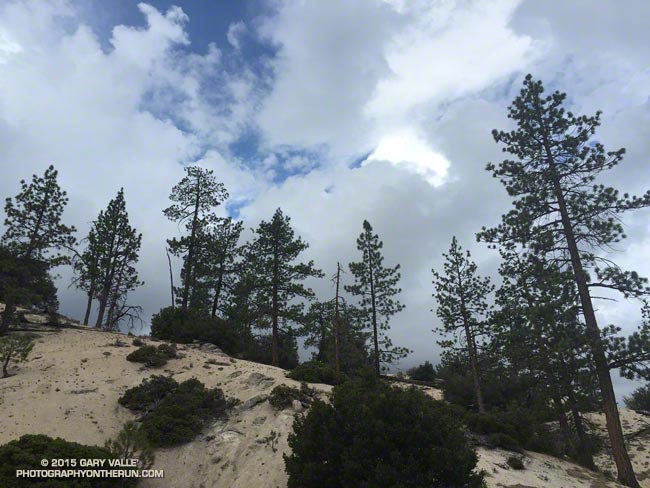 Pines and clouds in the San Gabriel Mountains