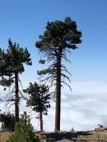 Pines on Hawkins Ridge that survived the 2002 Curve Fire