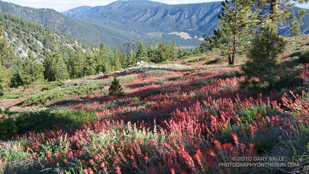 Paintbrush on the Vincent Tumamait Trail