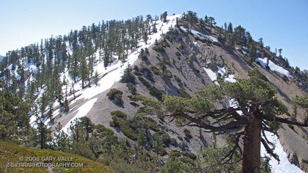 Snow on Pleasant View Ridge, in the San Gabriel Mountains.