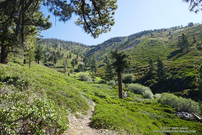 The stream at Plummer Meadows is the last source of water directly on the trail until after summiting San Gorgonio and descending to High Creek Camp -- a distance of about 9 miles.