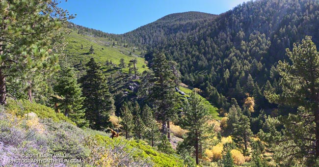 Falls Creek Trail near Plummer Meadows