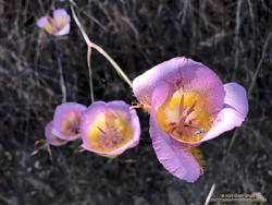 Plummer's mariposa lily along the Garapito Trail.